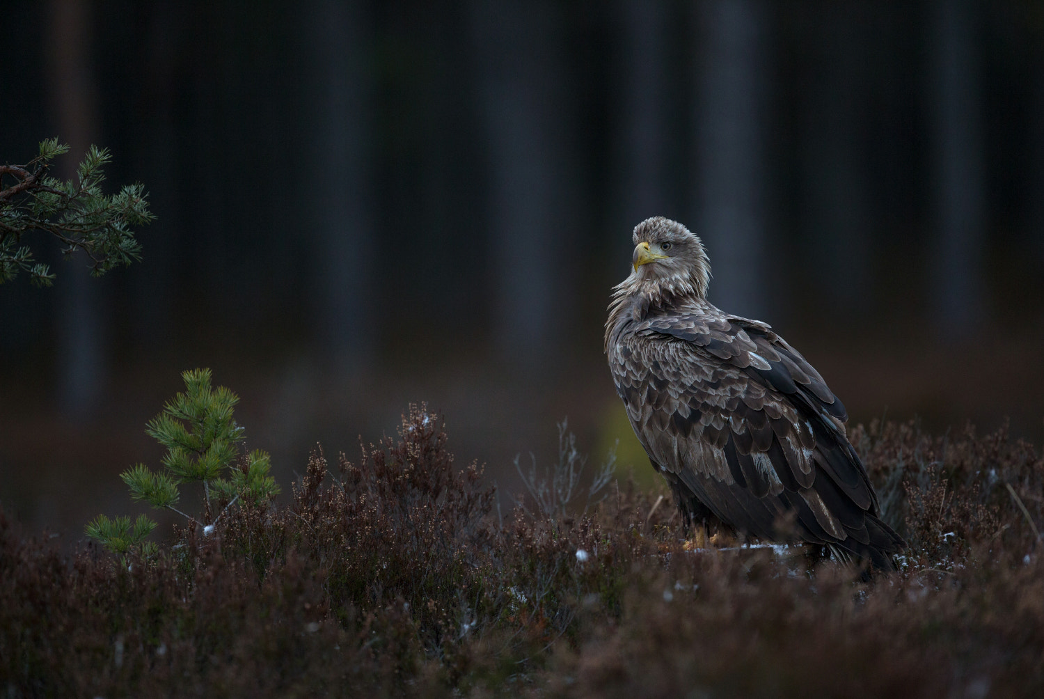 Canon EF 400mm F2.8L IS USM sample photo. White-tailed eagle photography