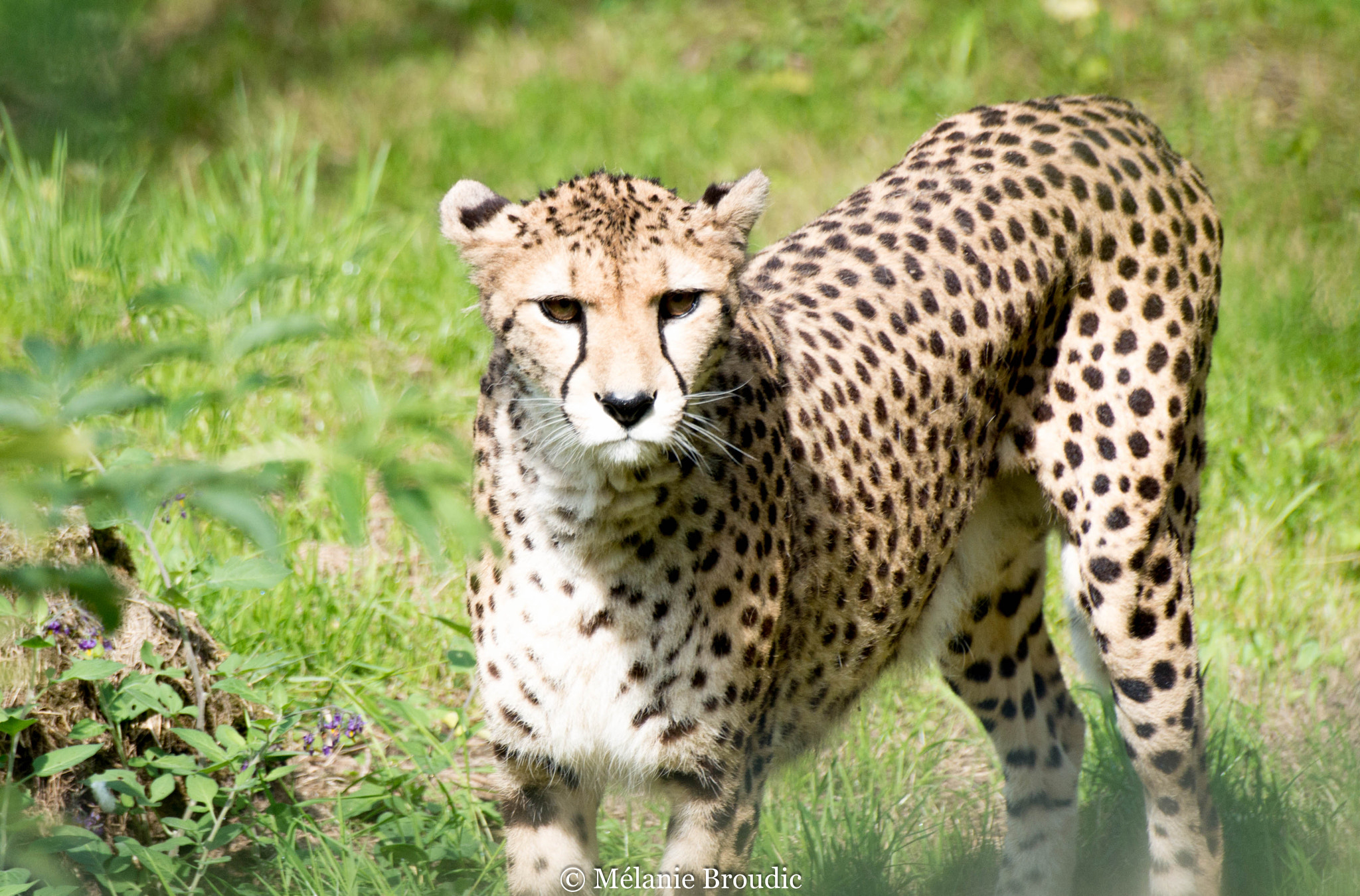 Pentax K-50 + Sigma sample photo. Guépard photography