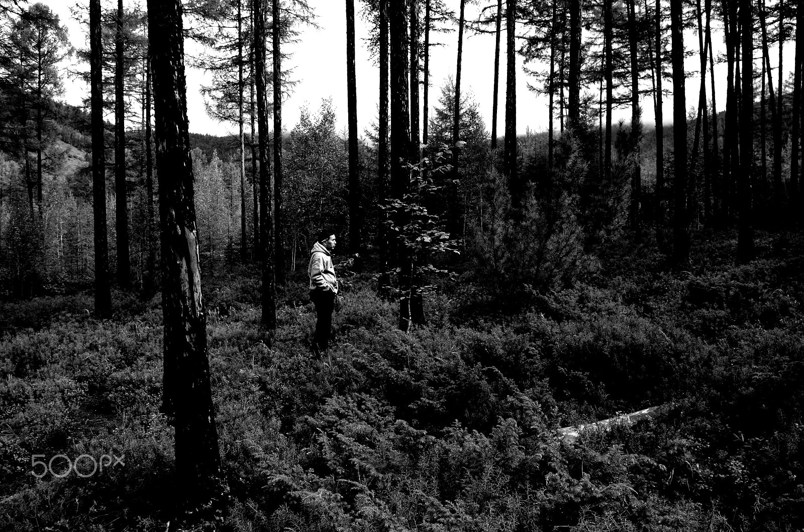 Pentax K-01 sample photo. Lost in the woods photography