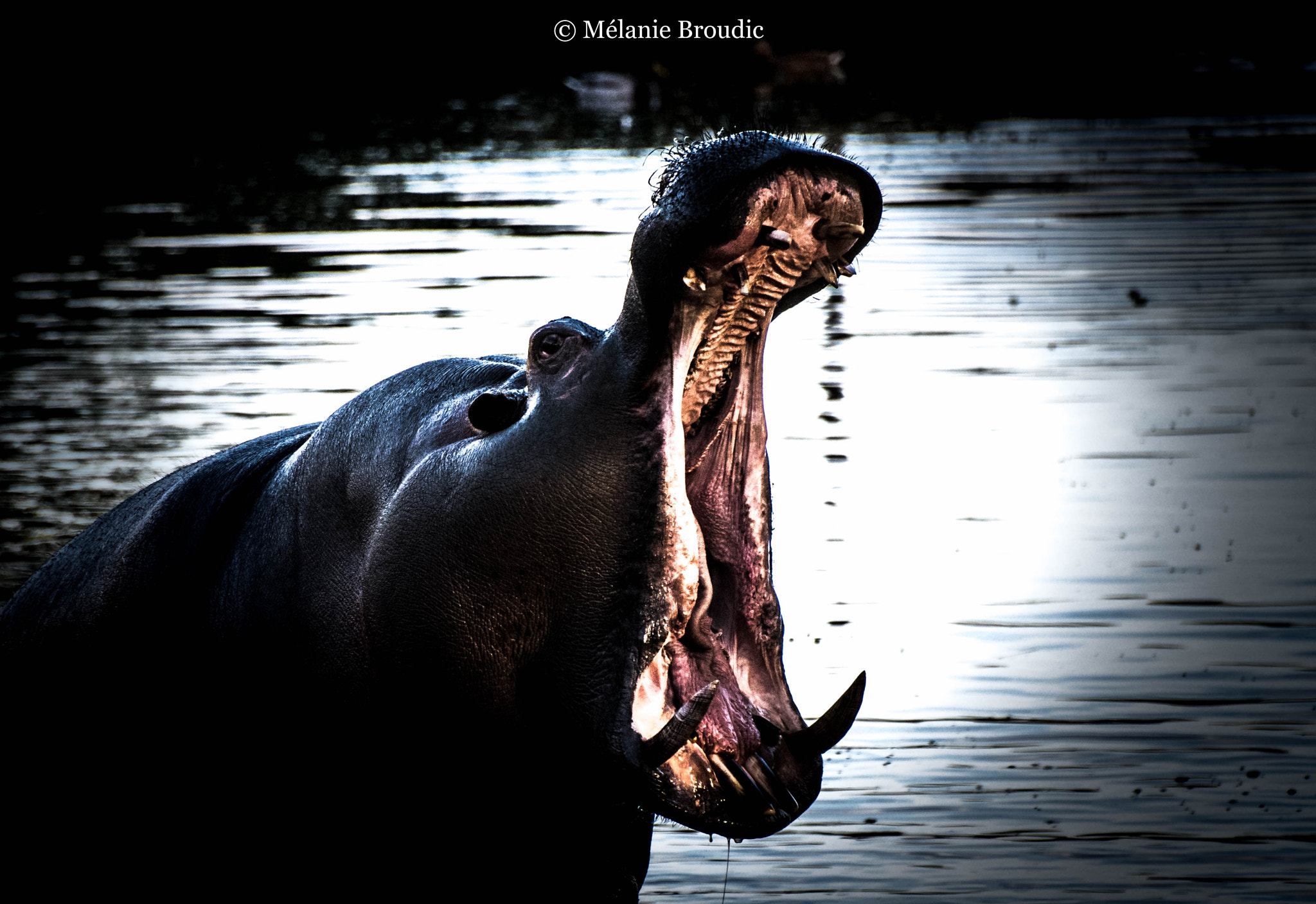 Pentax K-50 + Sigma sample photo. La puissance hippopotame photography