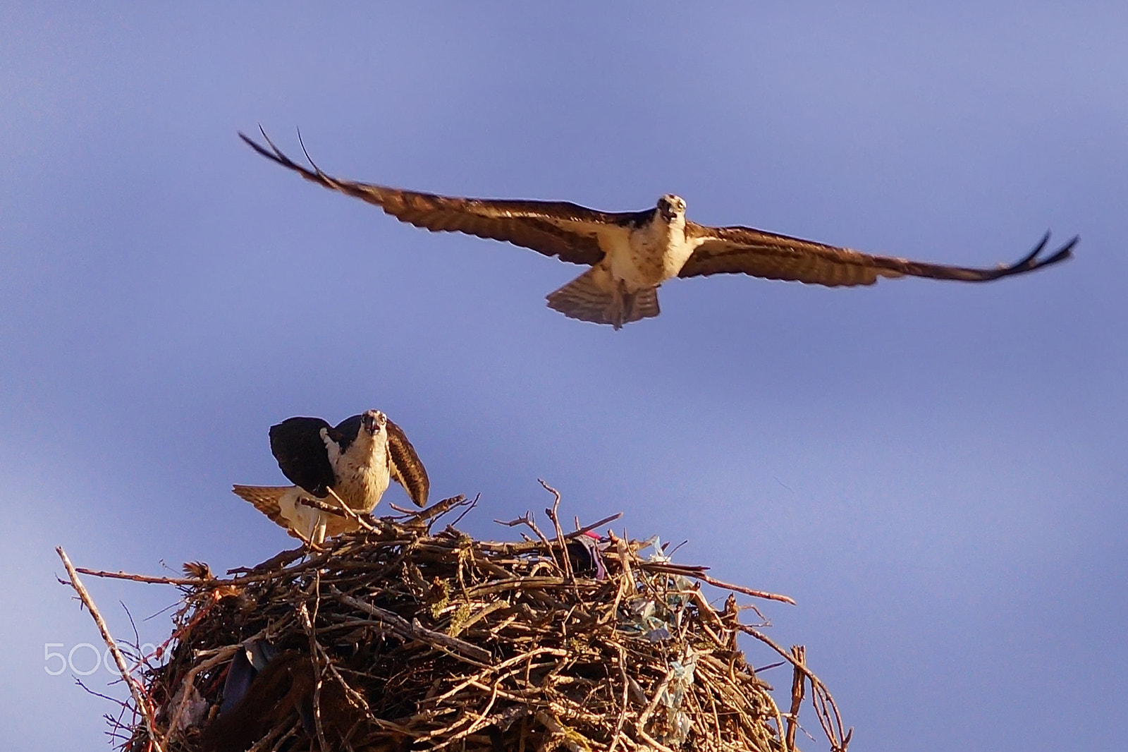 Sony a99 II + Minolta AF 70-210mm F4 Macro sample photo. Protecting our nest photography