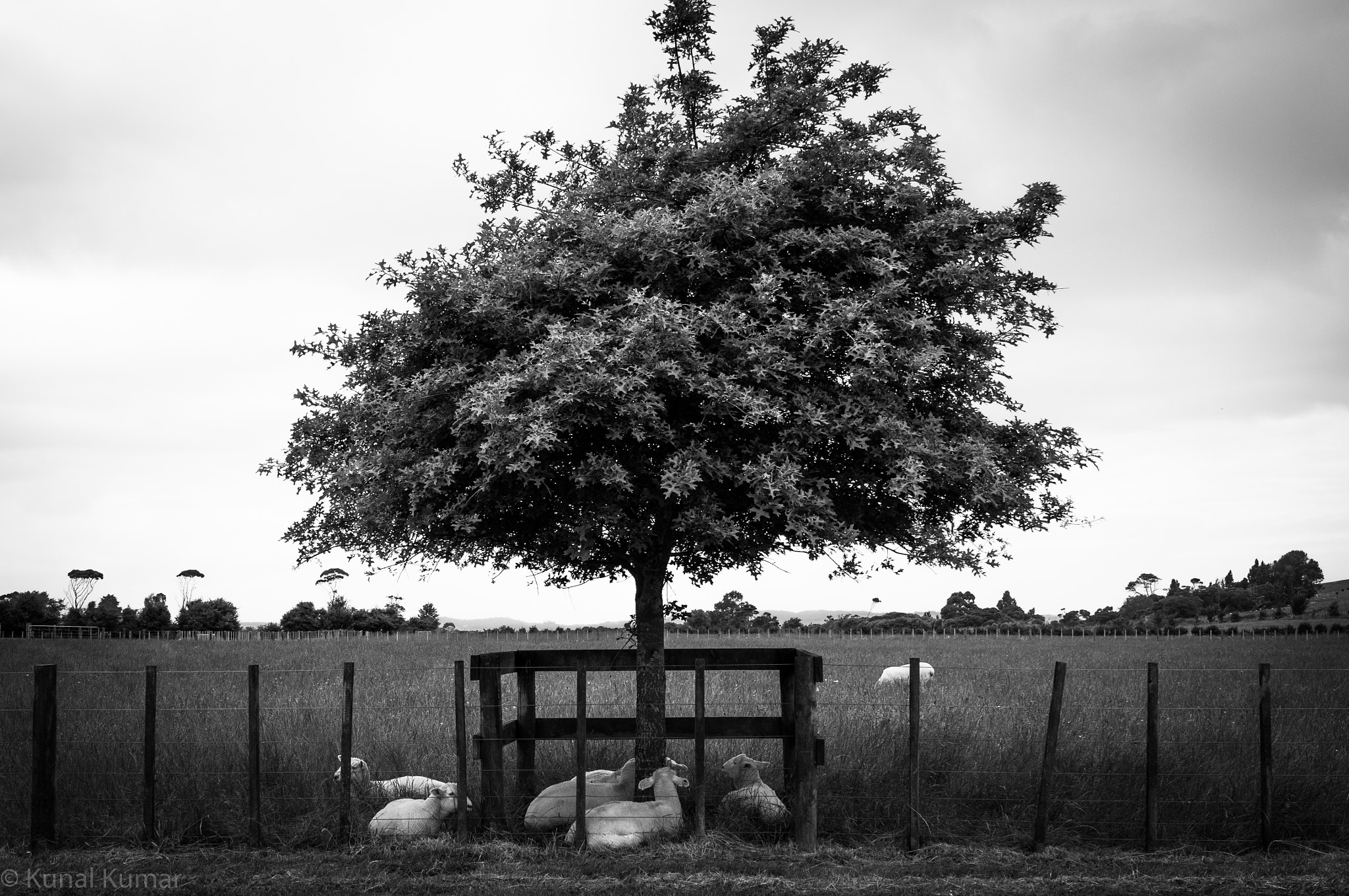 Sony Alpha NEX-5R + Sony E PZ 18-105mm F4 G OSS sample photo. Sheep under a tree photography