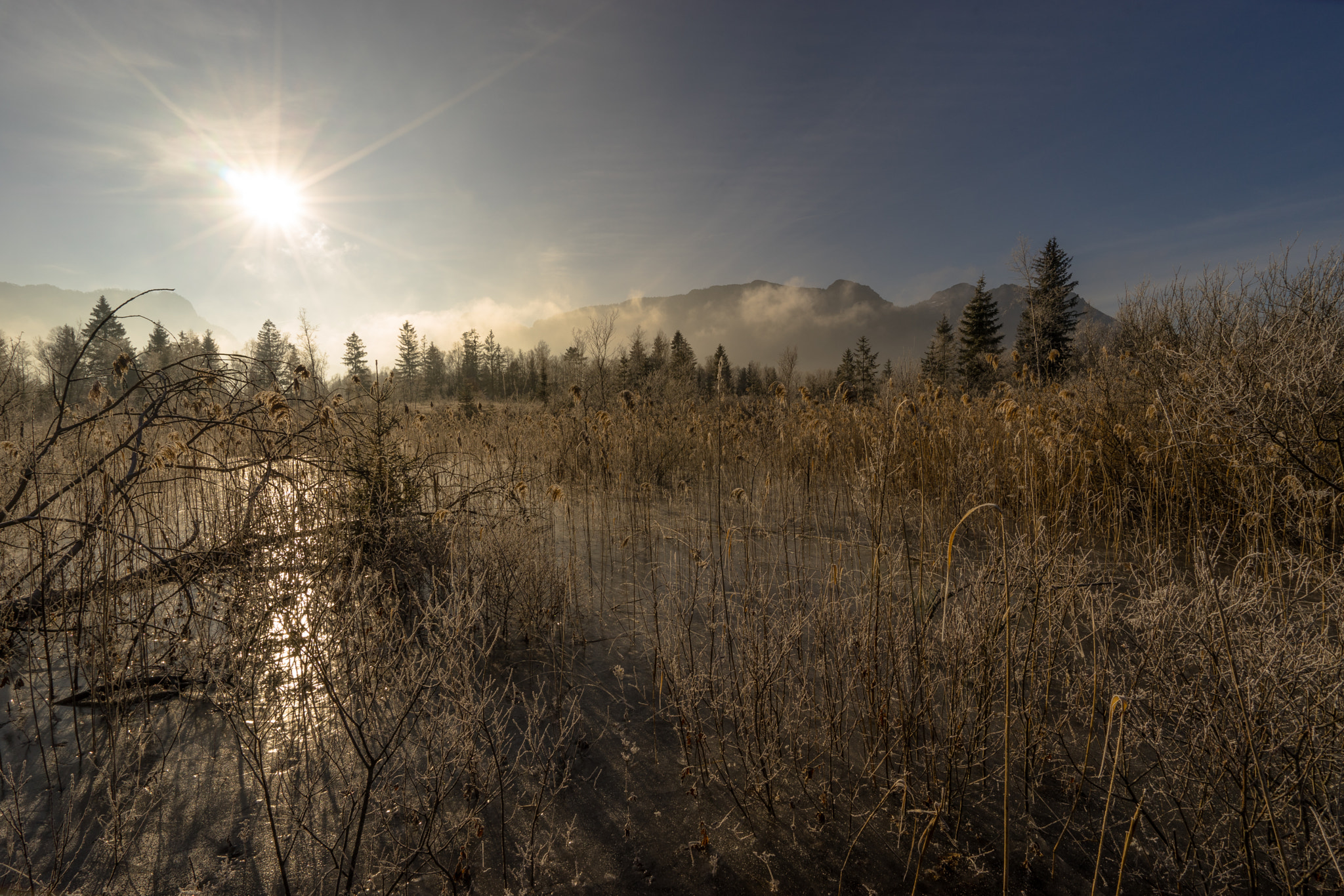 Frozen moor....