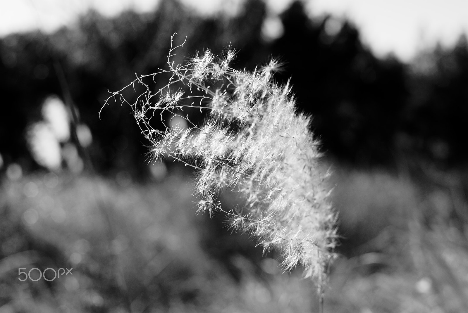 Nikon D40X + Nikon AF-S DX Nikkor 35mm F1.8G sample photo. After the autumn photography