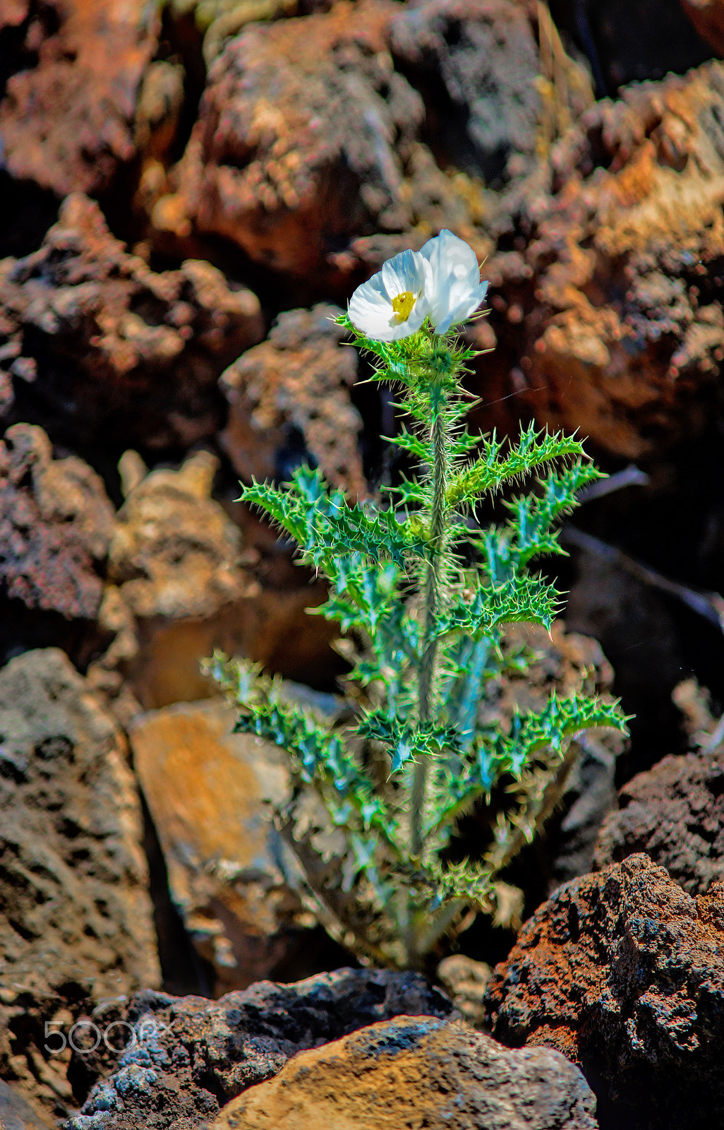 Sony a99 II + Minolta AF 70-210mm F4 Macro sample photo. Born in rocks photography