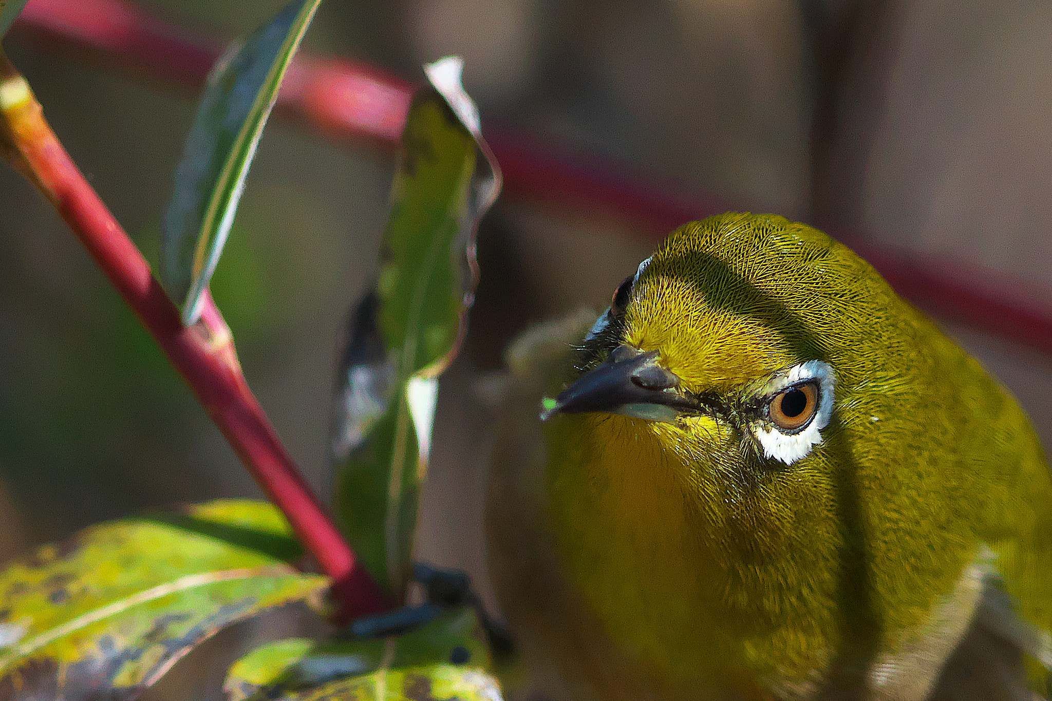 Canon EF 600mm F4L IS II USM sample photo. Silver-eye photography