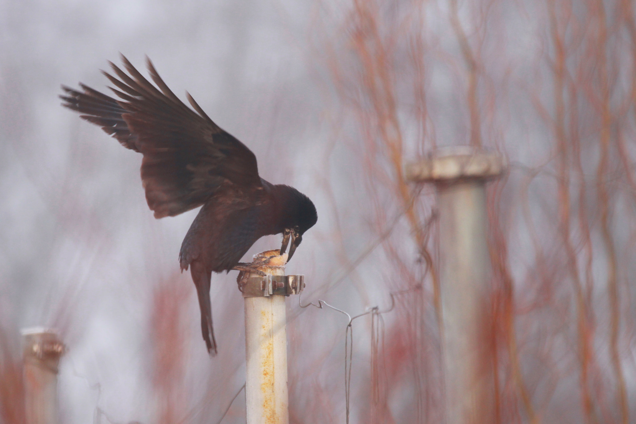 Sigma 150-600mm F5-6.3 DG OS HSM | C sample photo. Got it! photography