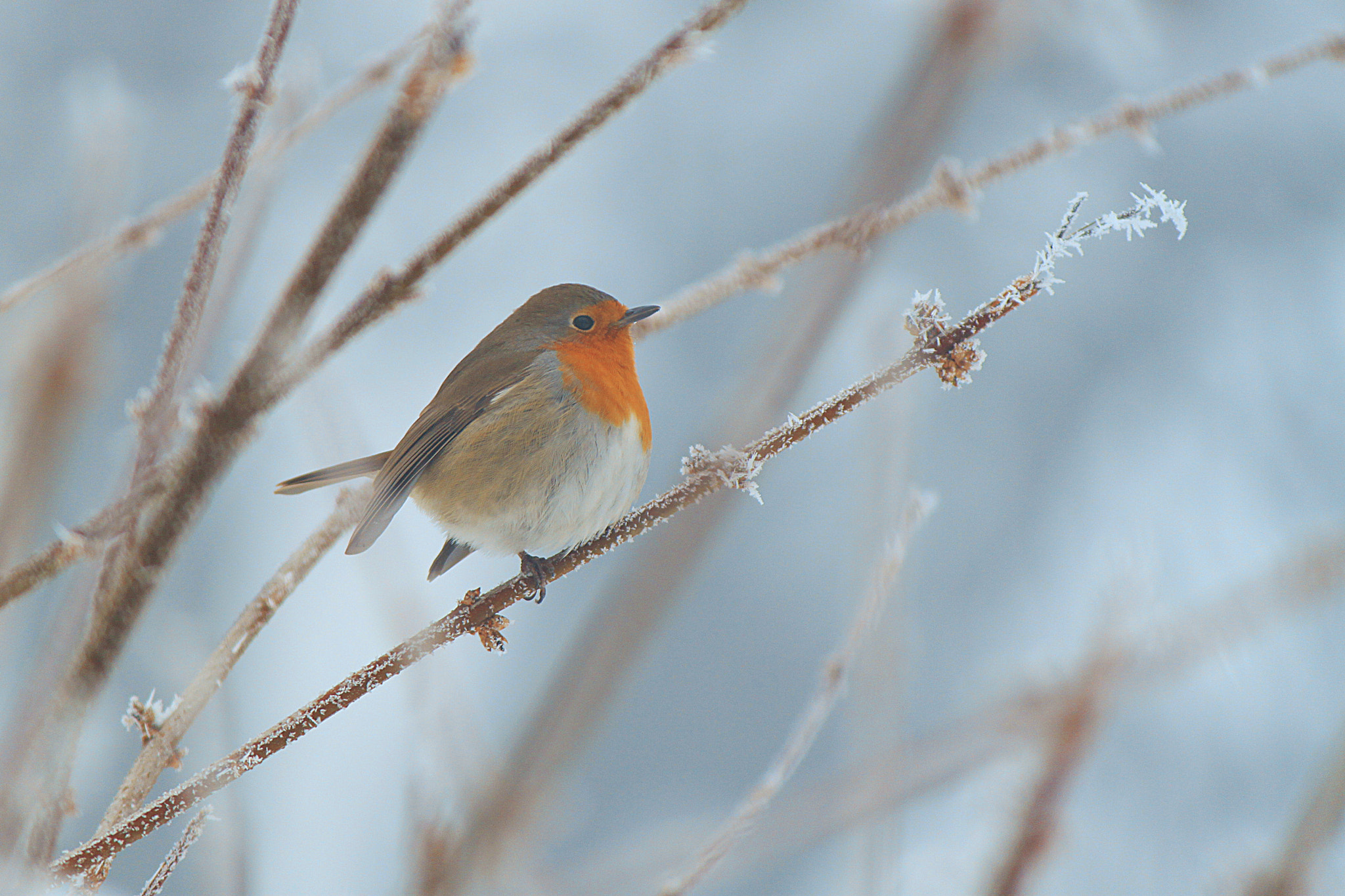 Canon EOS 500D (EOS Rebel T1i / EOS Kiss X3) sample photo. Birdie photography