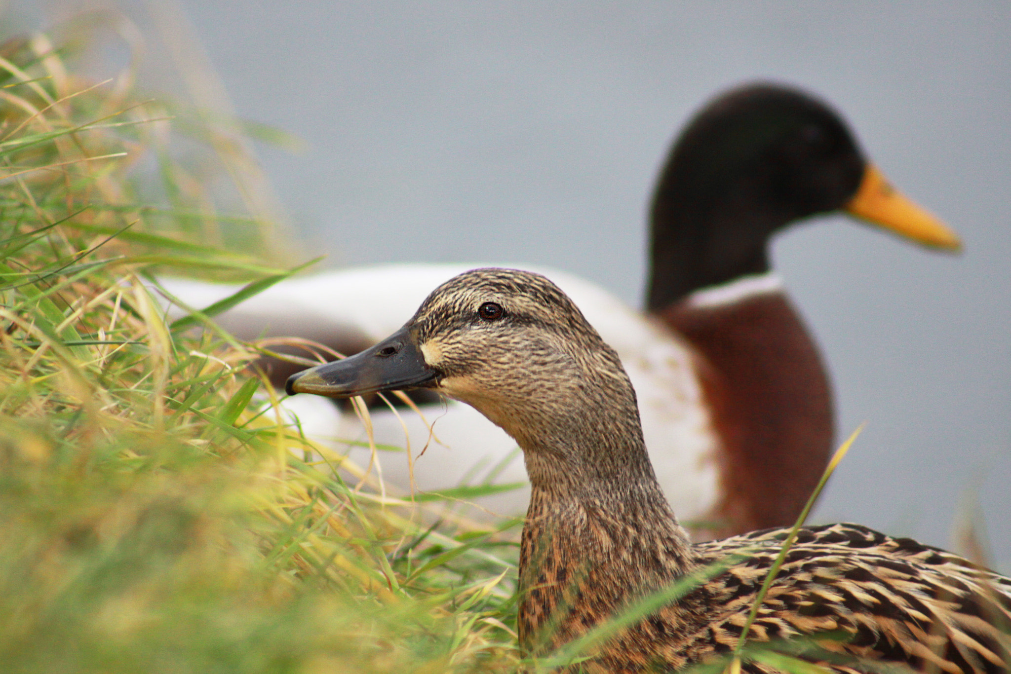 Canon EF 75-300mm f/4-5.6 USM sample photo. The mallard couple in love photography