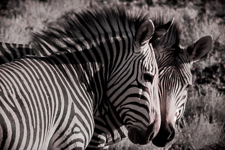 Sigma 70-200mm F2.8 EX DG OS HSM sample photo. Zebras photography