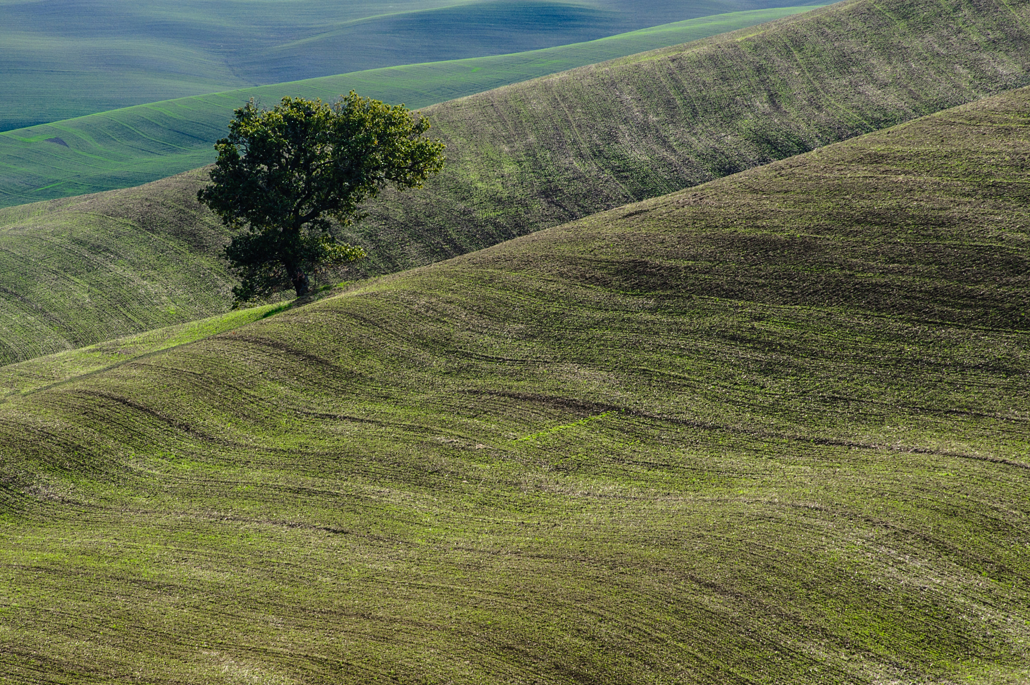 Nikon D700 + AF Nikkor 70-210mm f/4-5.6 sample photo. Oak photography