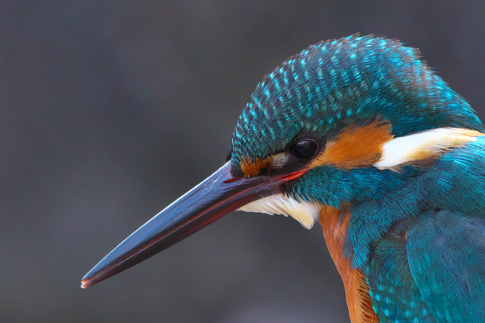 Canon EOS 5DS R + Canon EF 600mm F4L IS II USM sample photo. Kingfisher photography