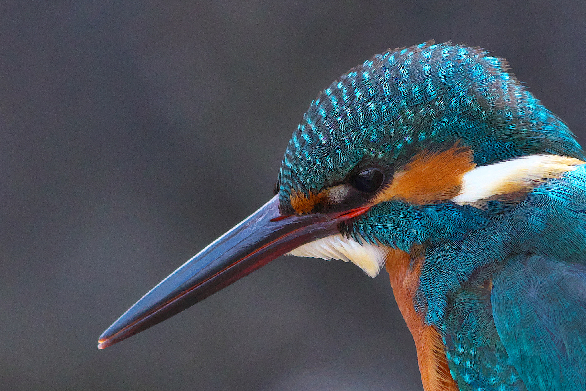 Canon EF 600mm F4L IS II USM sample photo. Kingfisher photography