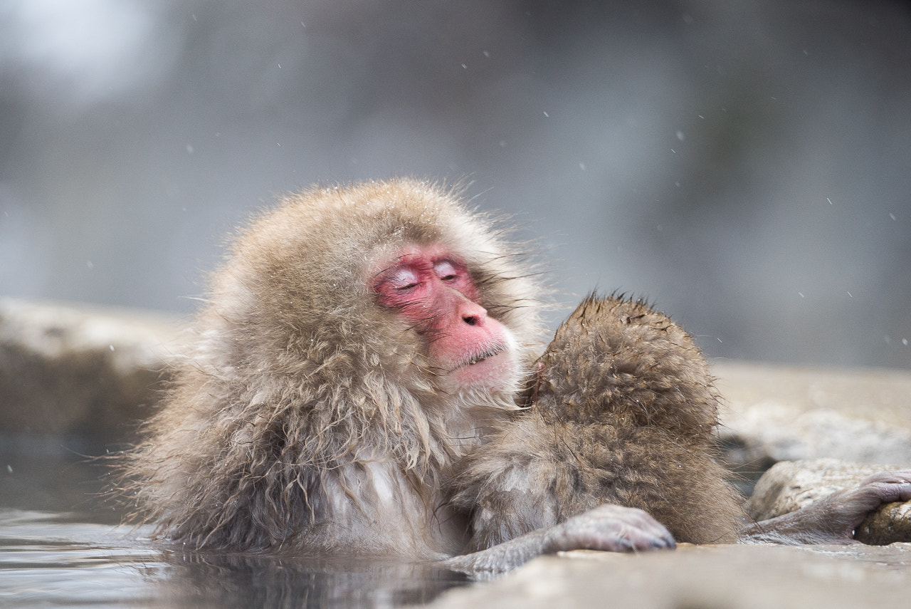 Sony 70-400mm F4-5.6 G SSM II sample photo. It feels so good! photography