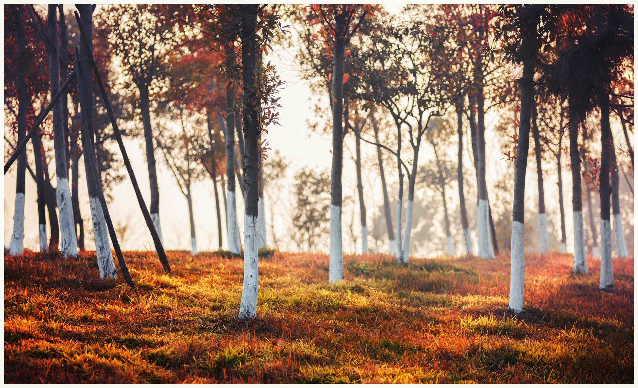 Nikon D800E + ZEISS Makro-Planar T* 100mm F2 sample photo. A photography