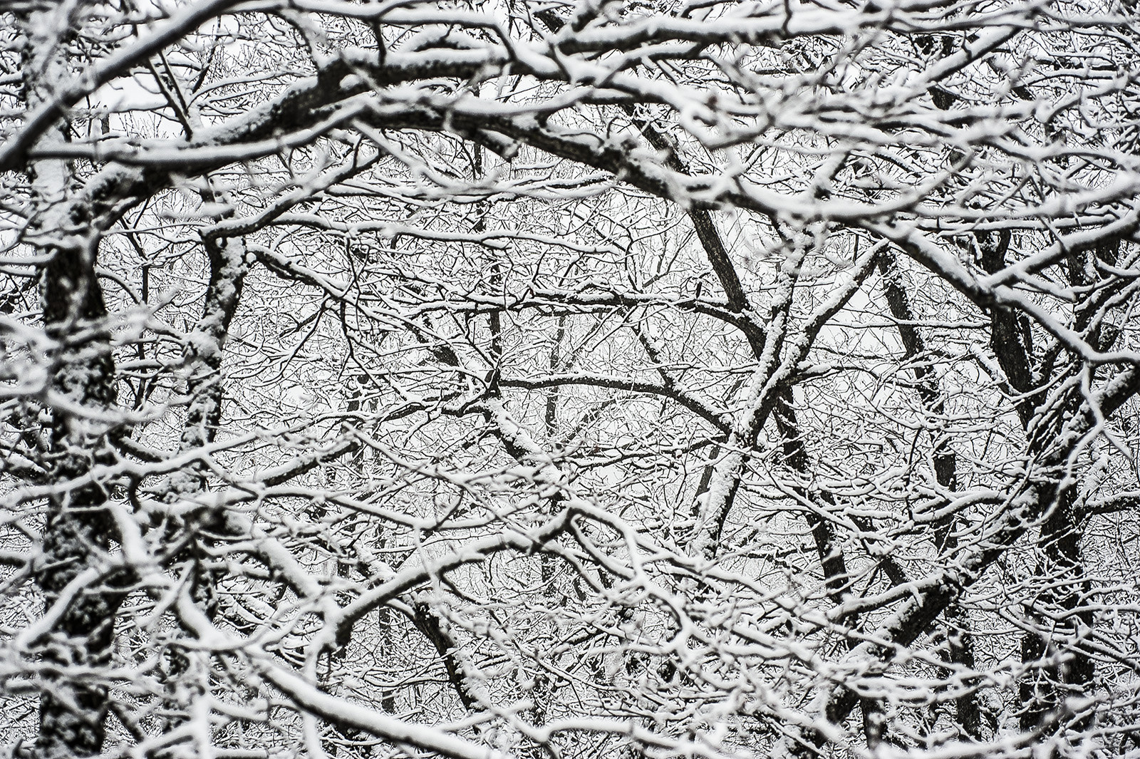 Nikon D700 + AF Micro-Nikkor 60mm f/2.8 sample photo. Snowy trees photography