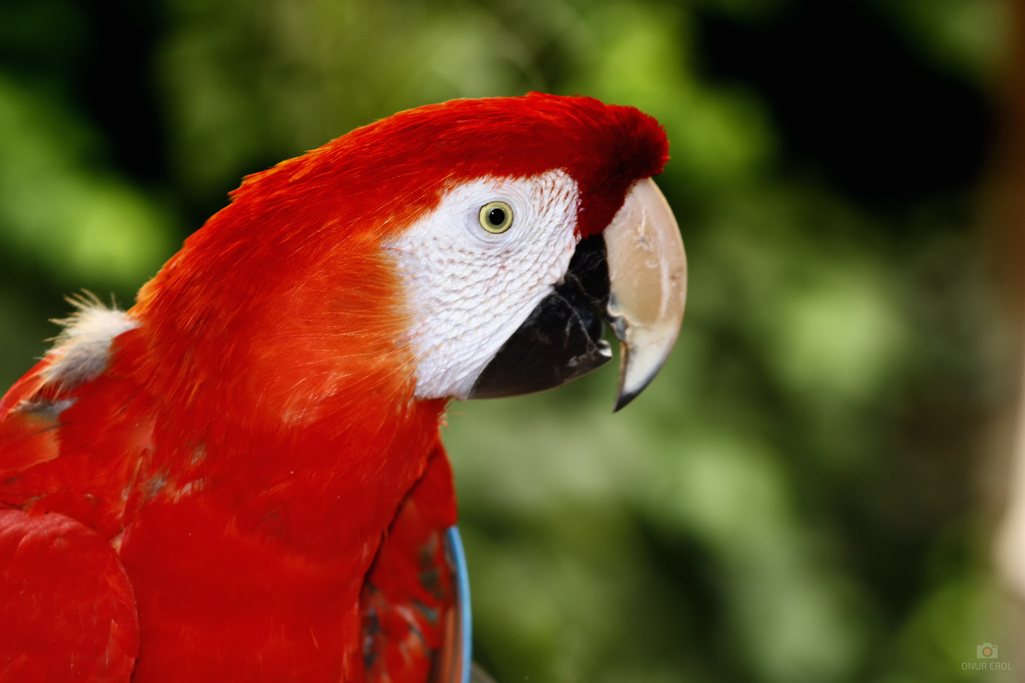 Canon EF 75-300mm f/4-5.6 USM sample photo. Parrot photography