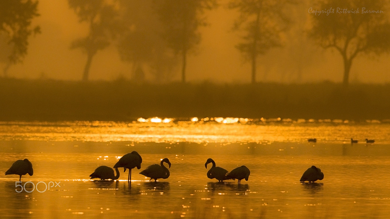 Canon EF 500mm F4L IS II USM sample photo. Morning hues photography