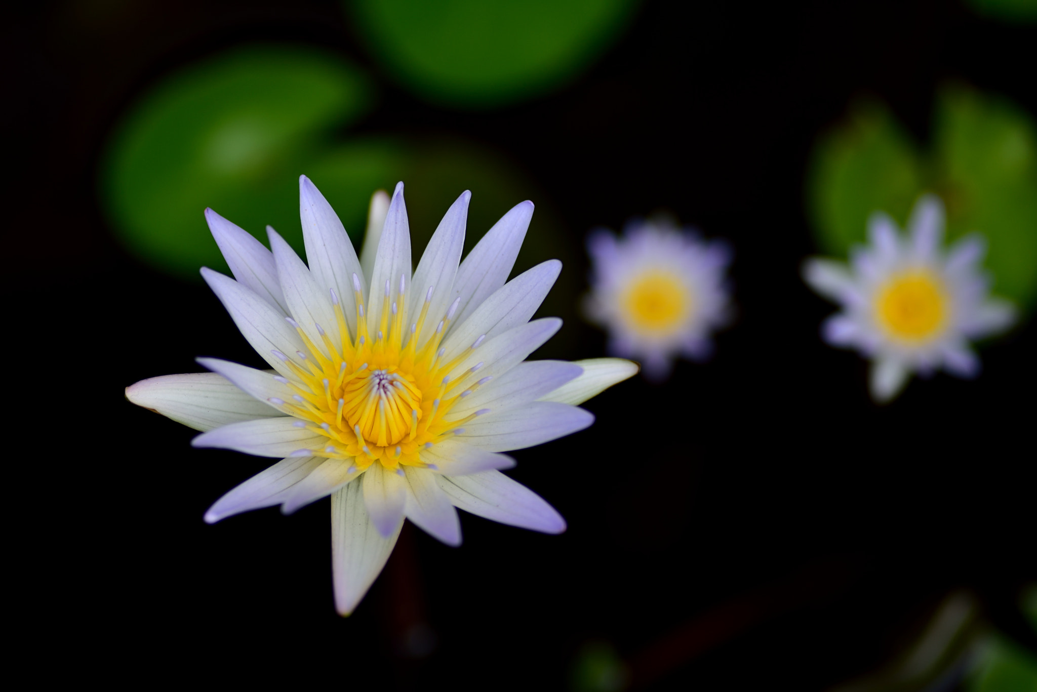 Nikon D750 + Nikon AF Nikkor 180mm F2.8D ED-IF sample photo. Water lily photography
