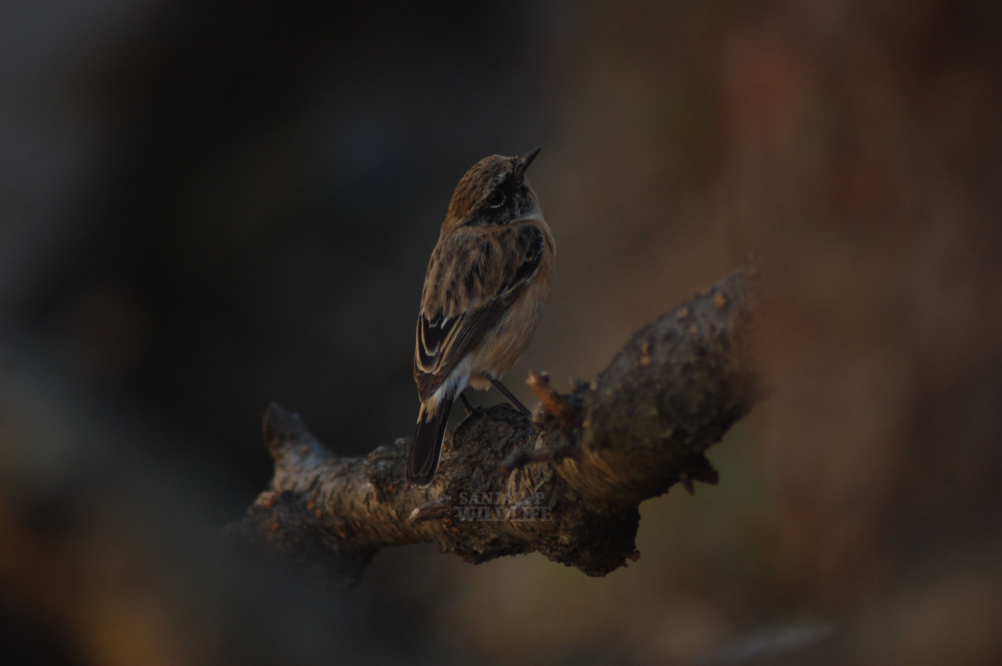 Nikon D40 sample photo. Common stonechat (saxicola torquatus photography