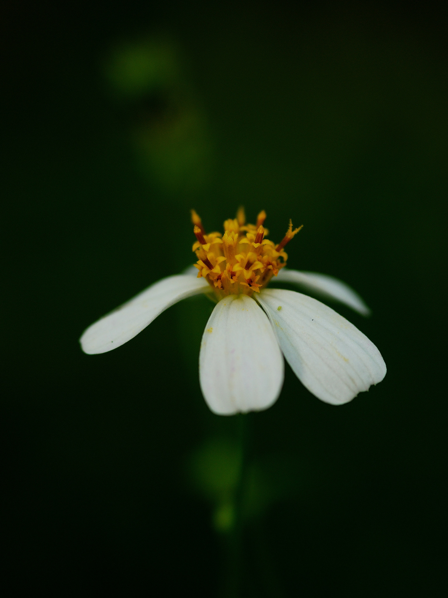 Nikon D80 + Sigma 105mm F2.8 EX DG Macro sample photo. Close up photography