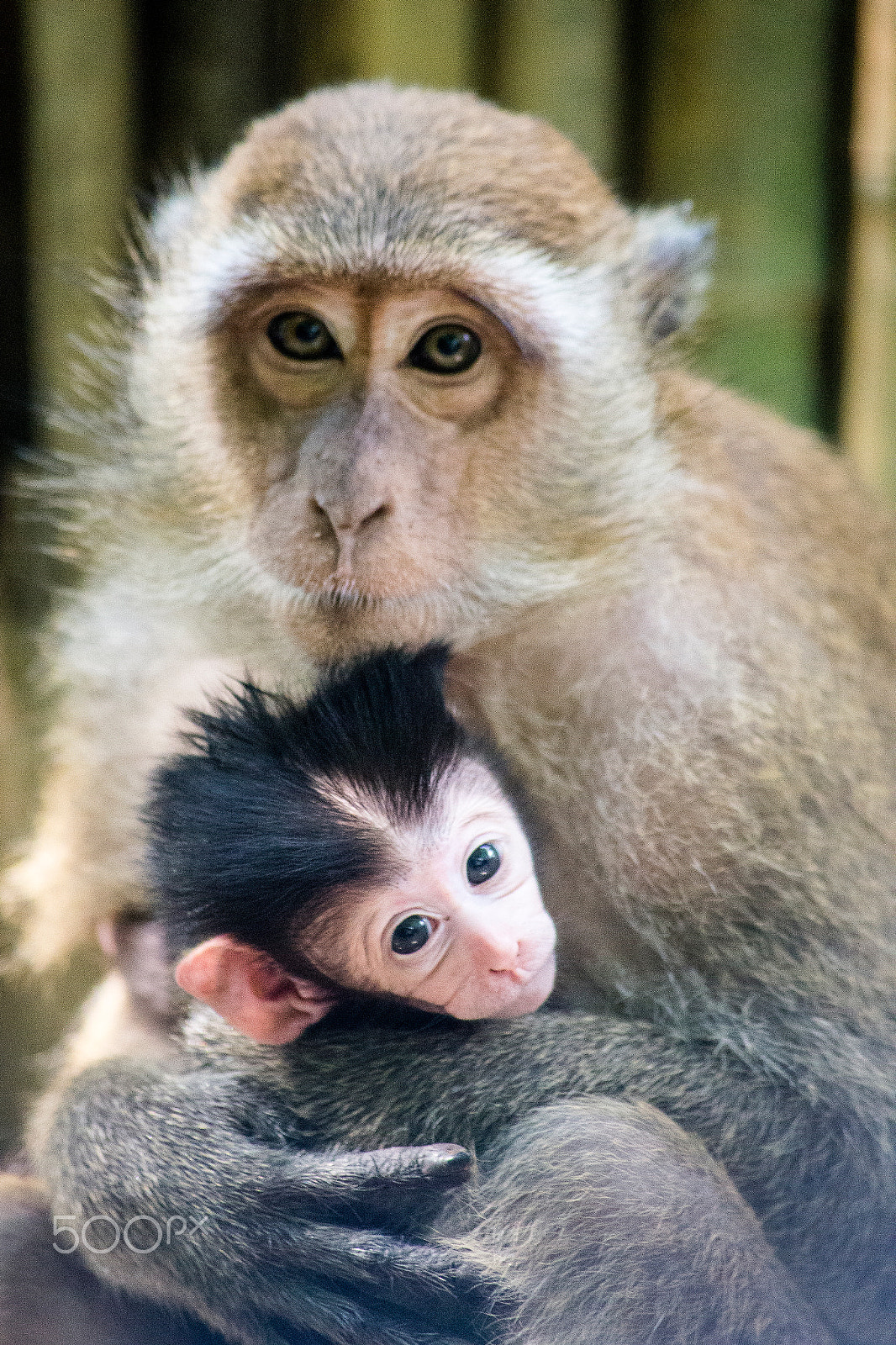 Sigma 70-300mm F4-5.6 APO DG Macro sample photo. Mother and son photography