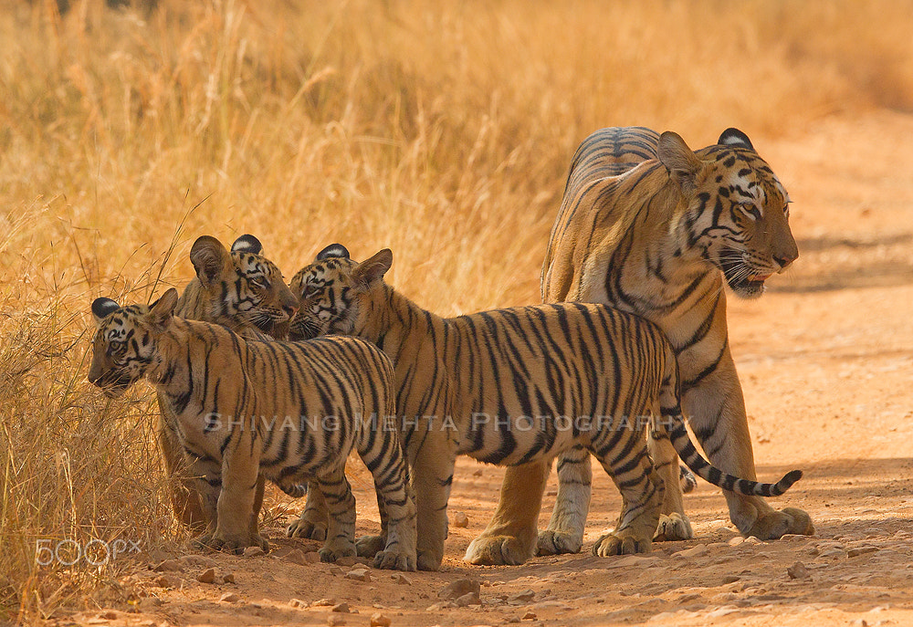 Canon EF 400mm F2.8L IS II USM sample photo. Tigers of tadoba photography