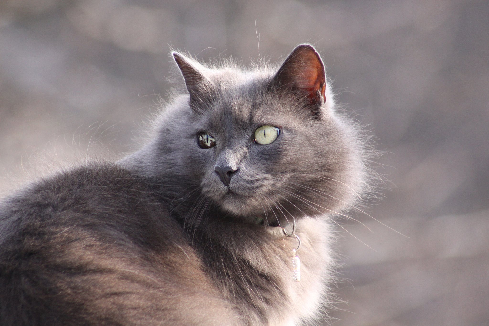 Canon EF 75-300mm f/4-5.6 USM sample photo. Simba photography