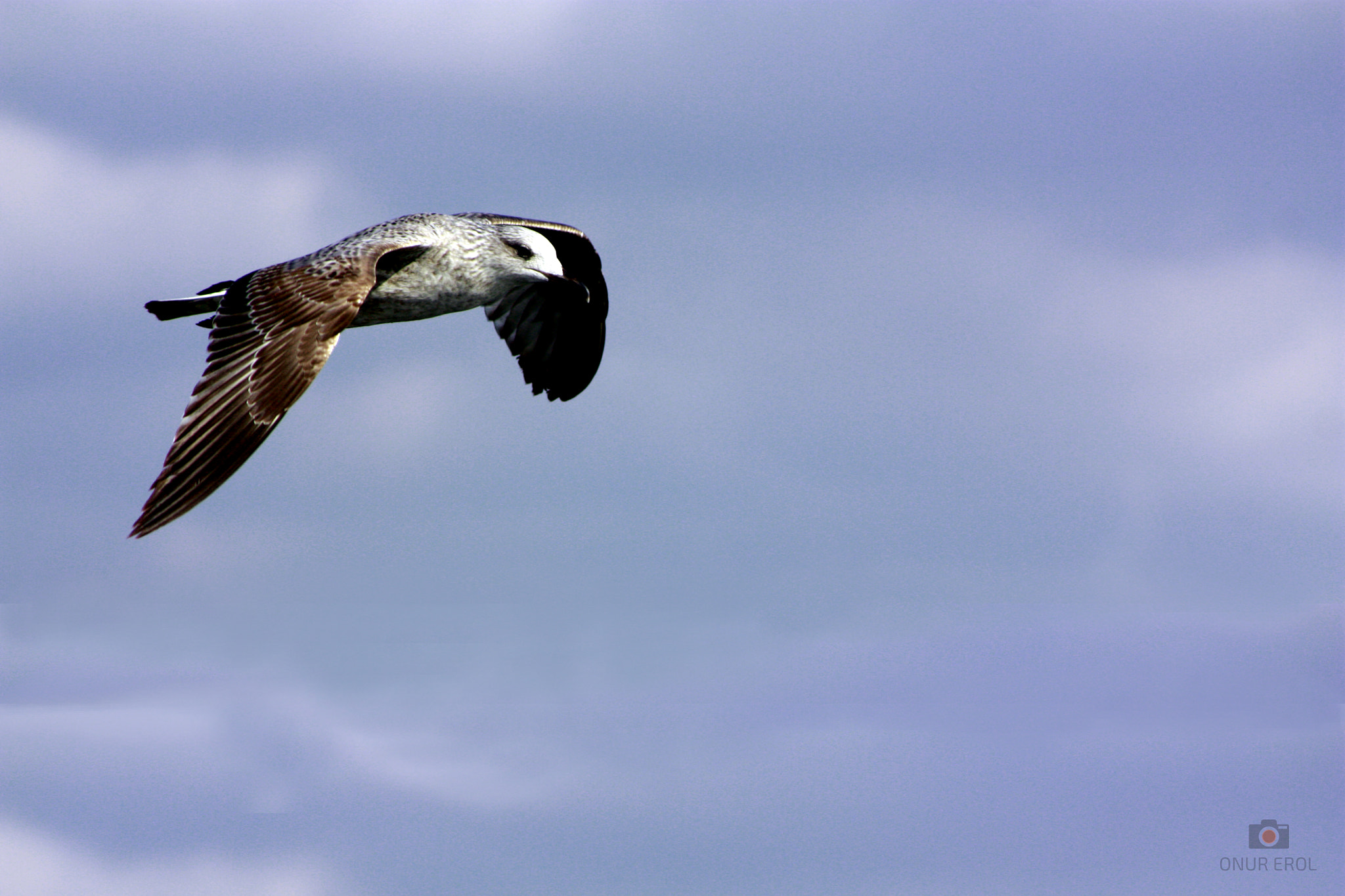 Canon EF 75-300mm f/4-5.6 USM sample photo. Seagull photography