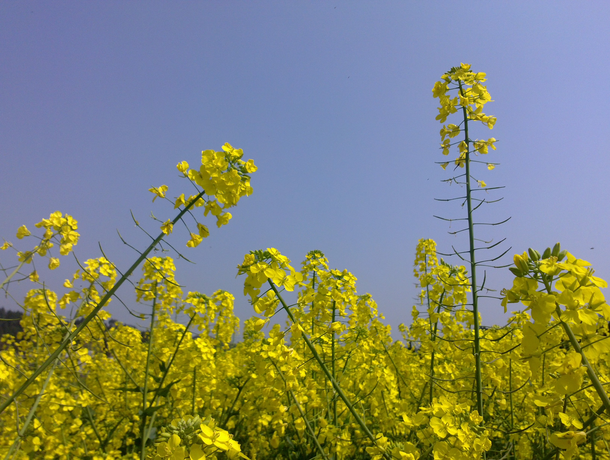 Nokia N9 sample photo. Rapeseed flowers-3 photography