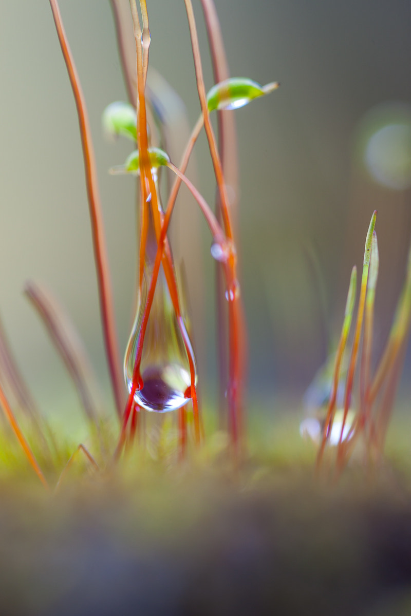 Sigma APO Macro 150mm f/2.8 EX DG HSM sample photo. Mosstear photography
