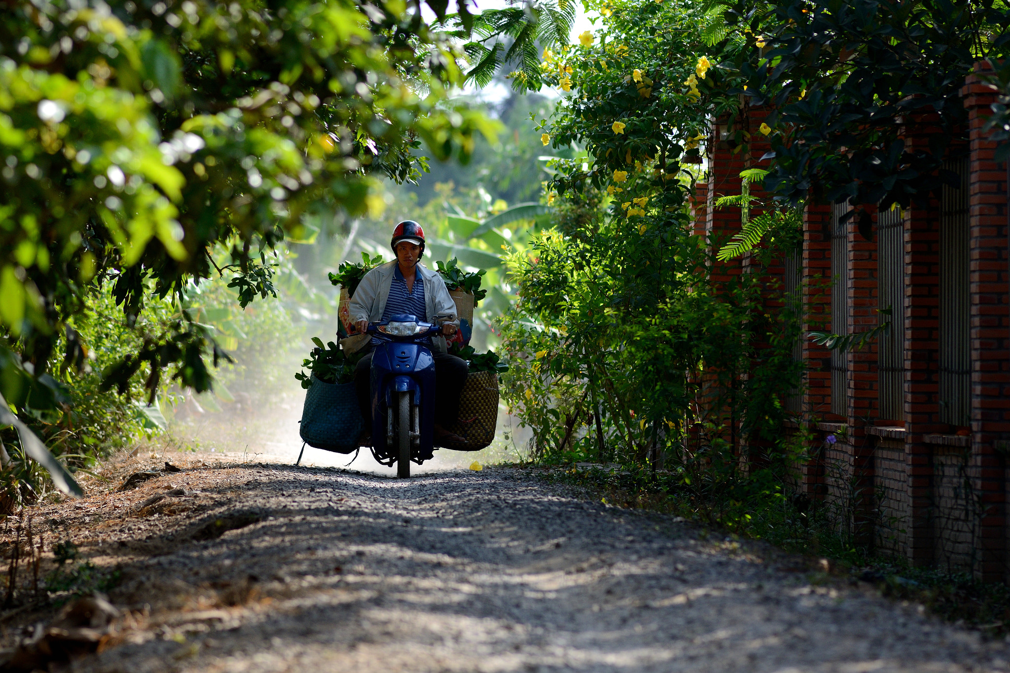 Nikon D600 + Nikon AF Nikkor 180mm F2.8D ED-IF sample photo. Sending vegetable to market to sale photography