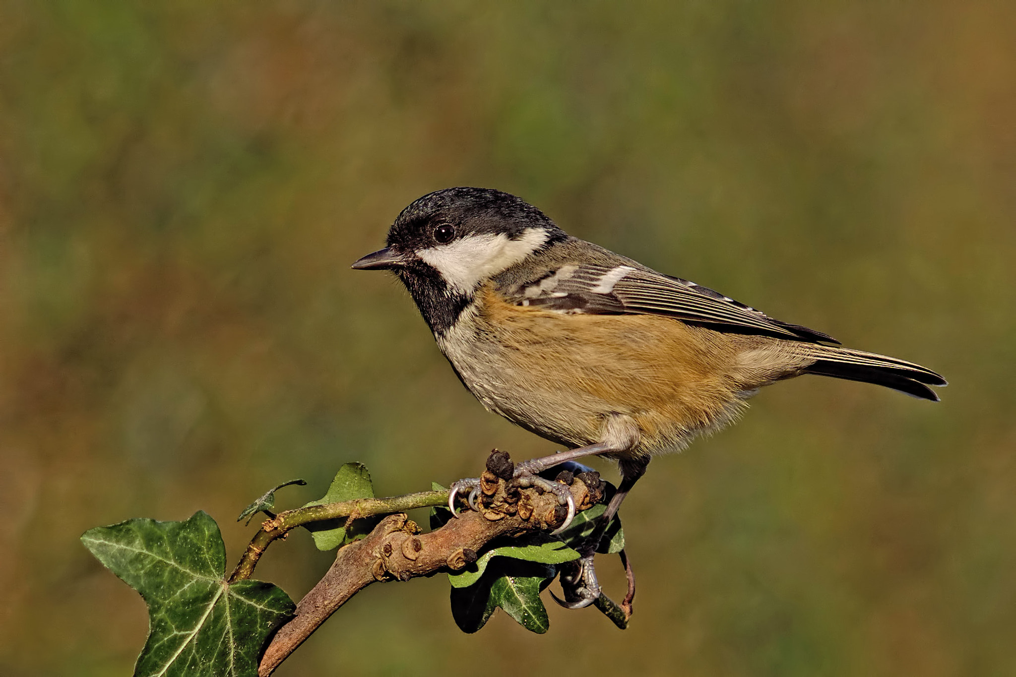 Sony Sonnar T* 135mm F1.8 ZA sample photo. Coal tit photography