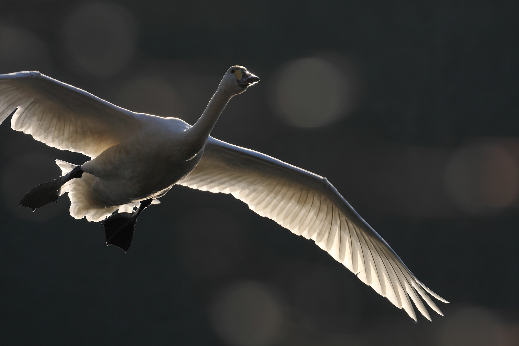 Canon EF 70-300mm F4-5.6L IS USM sample photo. 飛翔 photography