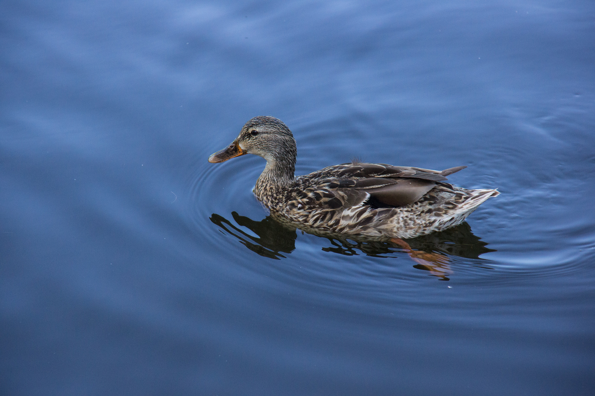 Sony DT 16-105mm F3.5-5.6 sample photo. Move on photography