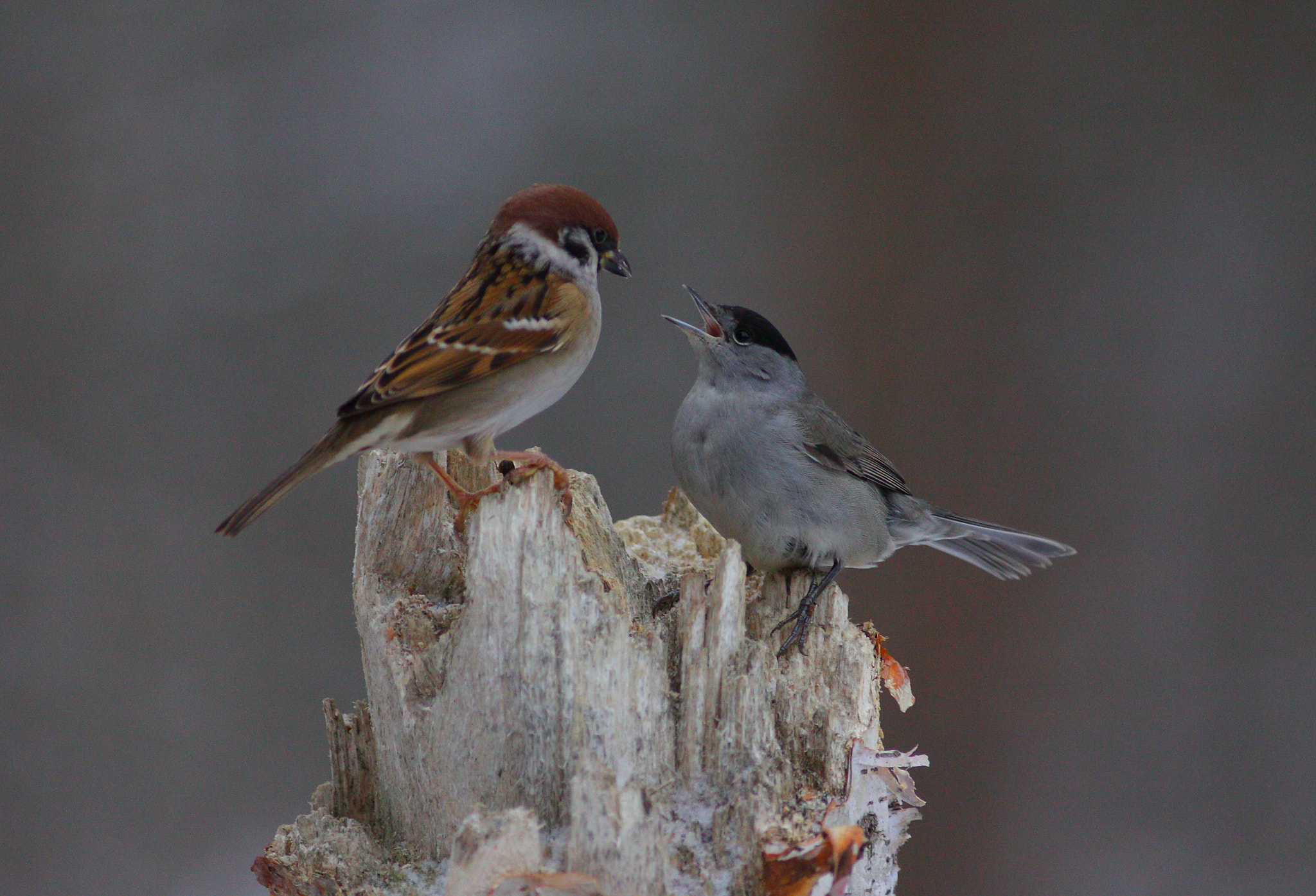 Canon EOS 50D + Canon EF 300mm F4L IS USM sample photo. Conversation photography