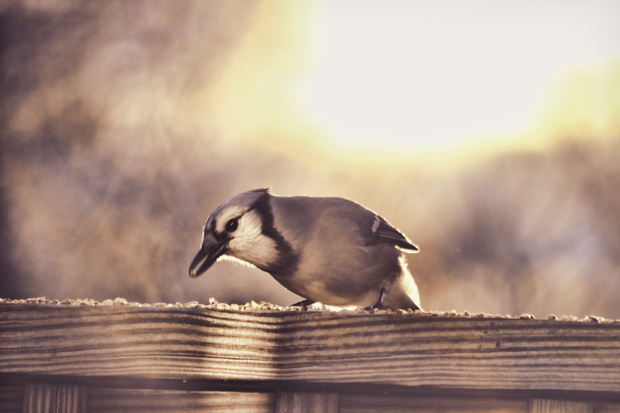 Canon EF 70-300mm F4-5.6 IS USM sample photo. Jay photography