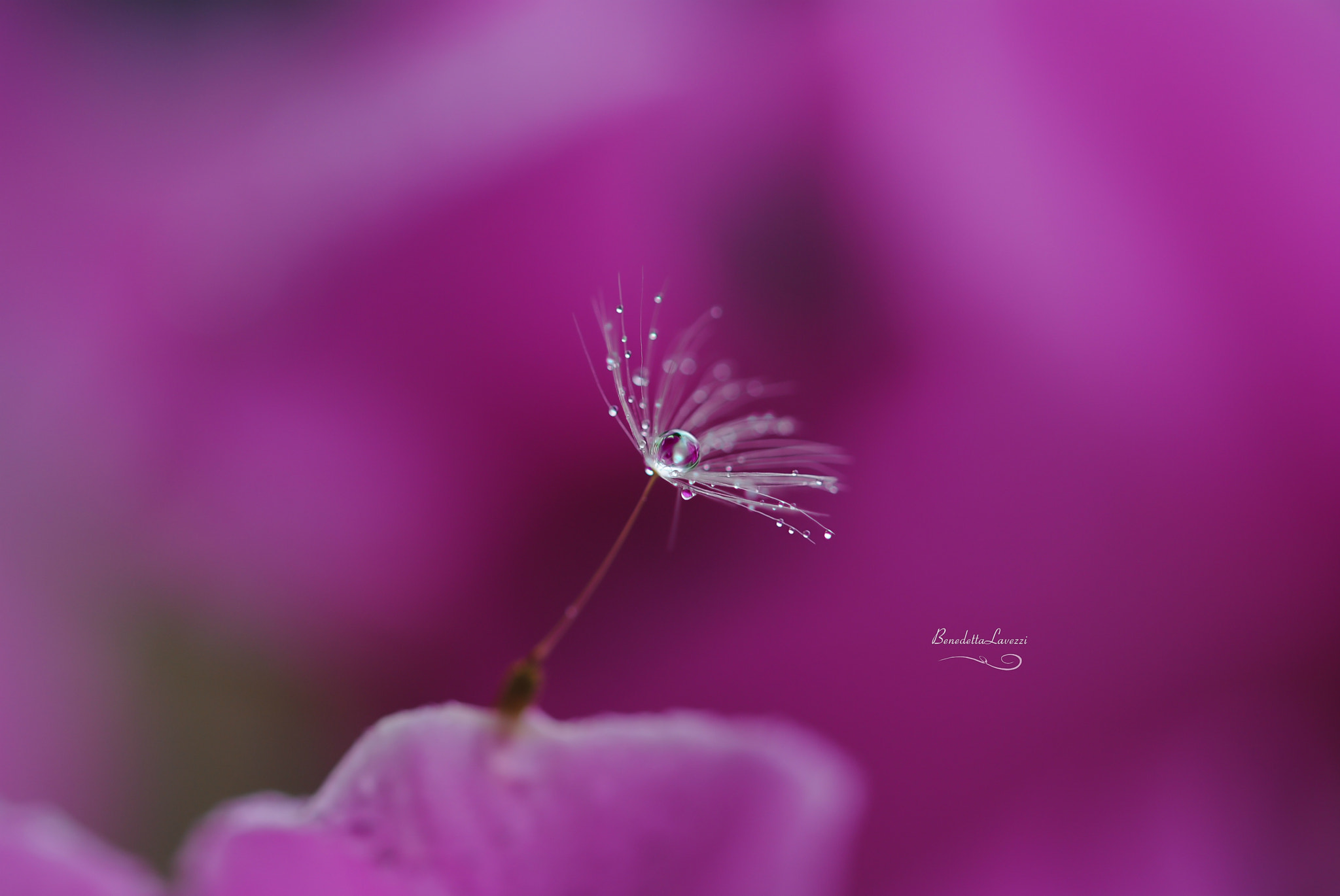 Sigma 105mm F2.8 EX DG OS HSM sample photo. Marry me photography