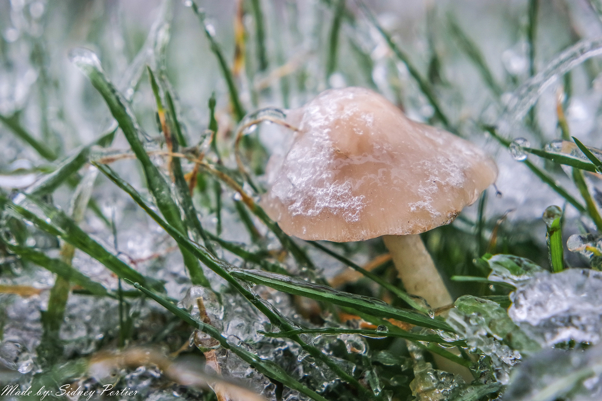 Samsung NX3300 sample photo. Frozen mushroom! photography