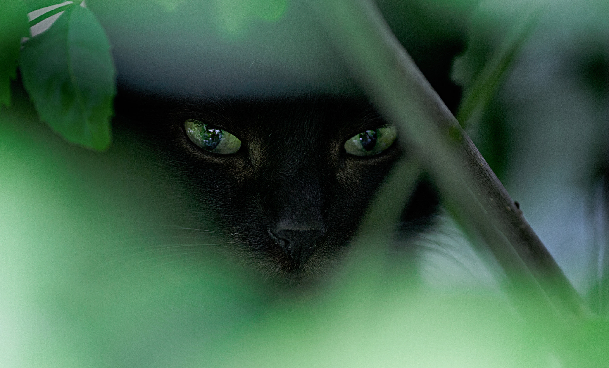 Canon EOS-1Ds Mark III + Canon EF 135mm F2L USM sample photo. Home hunter photography