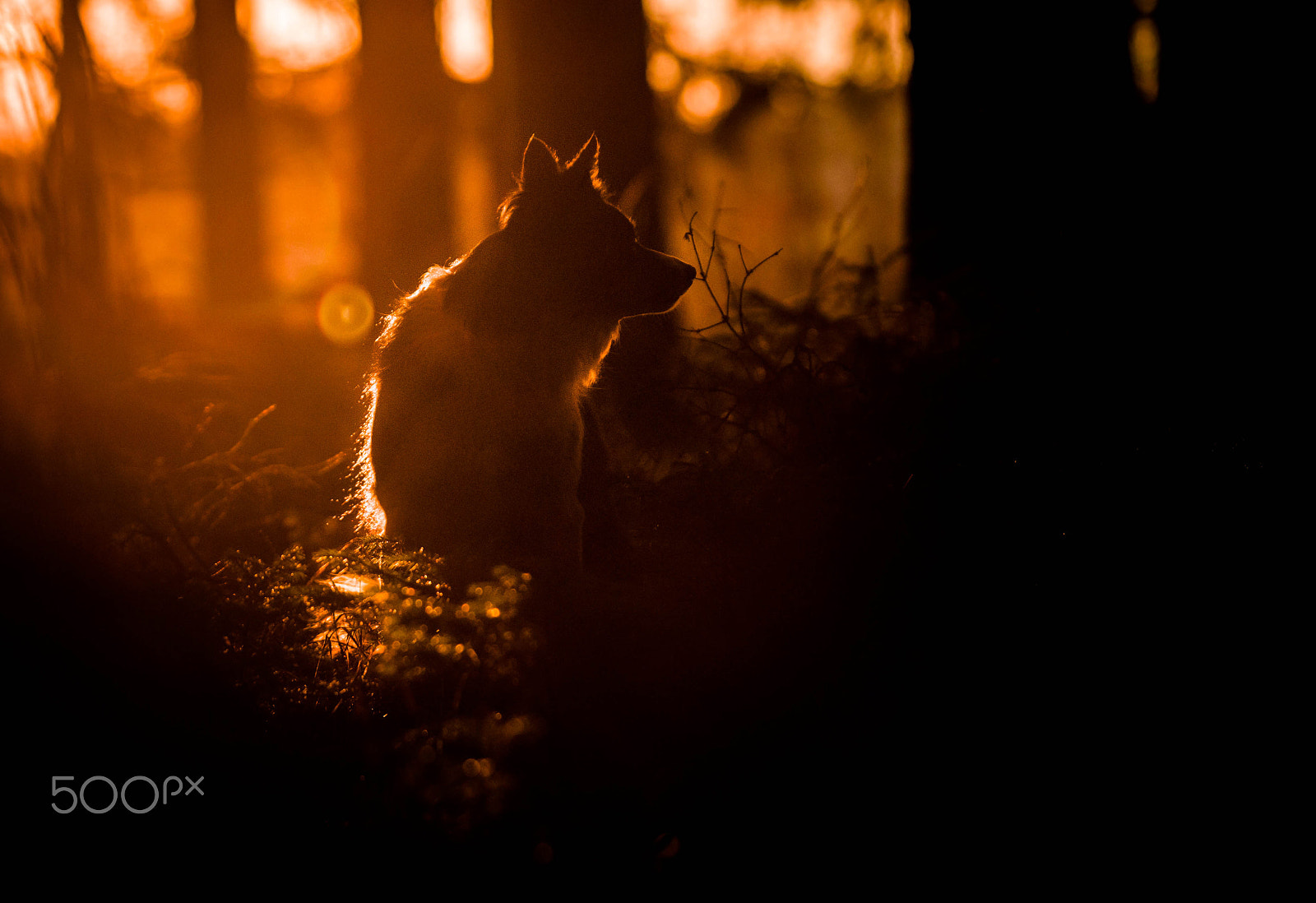 Nikon D3100 + AF-S Zoom-Nikkor 80-200mm f/2.8D IF-ED sample photo. The dog sitting in the forest during the sunset. photography