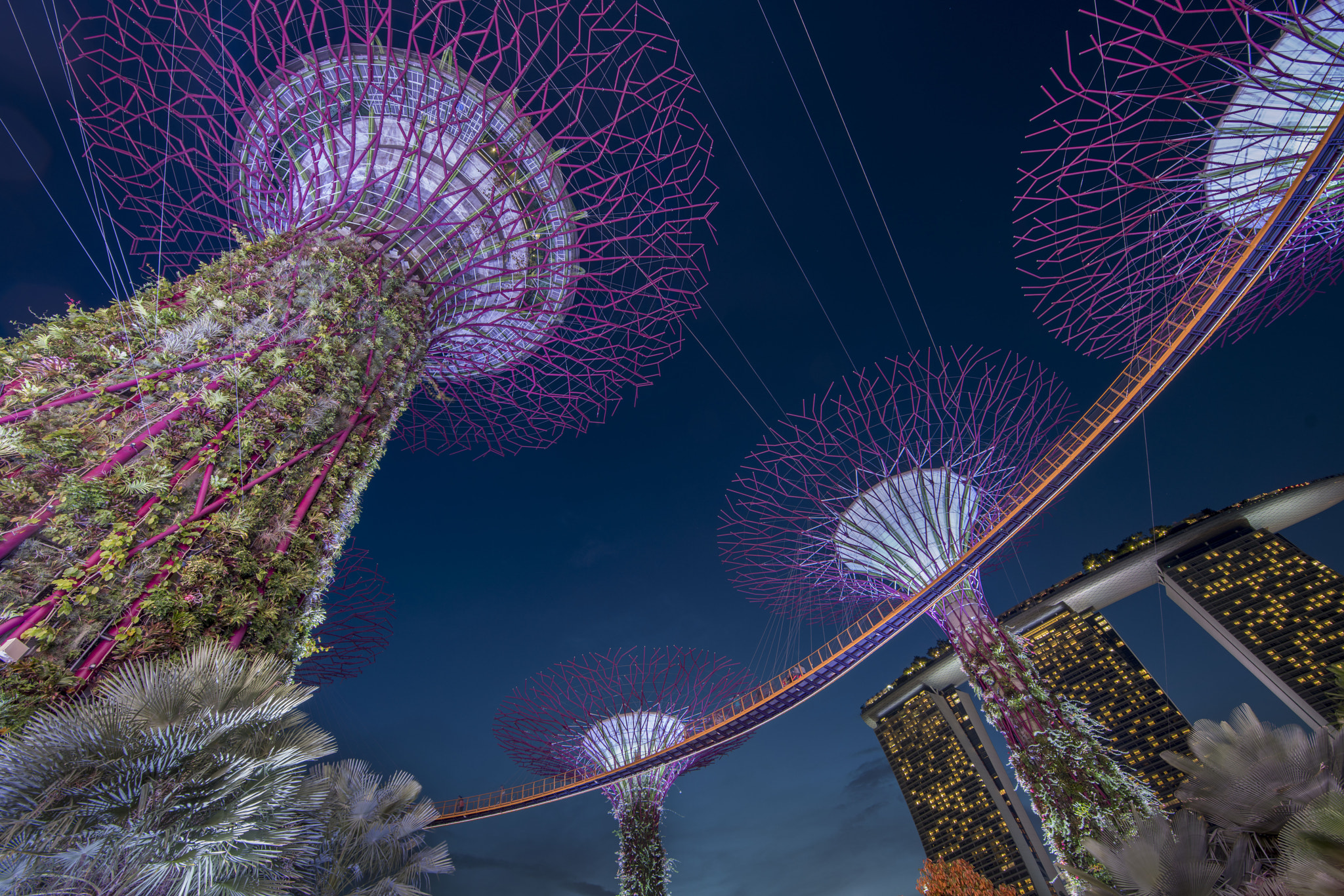 Sony a7R II + Canon EF 14mm F2.8L II USM sample photo. Gardens by the bay supertrees, singapore photography