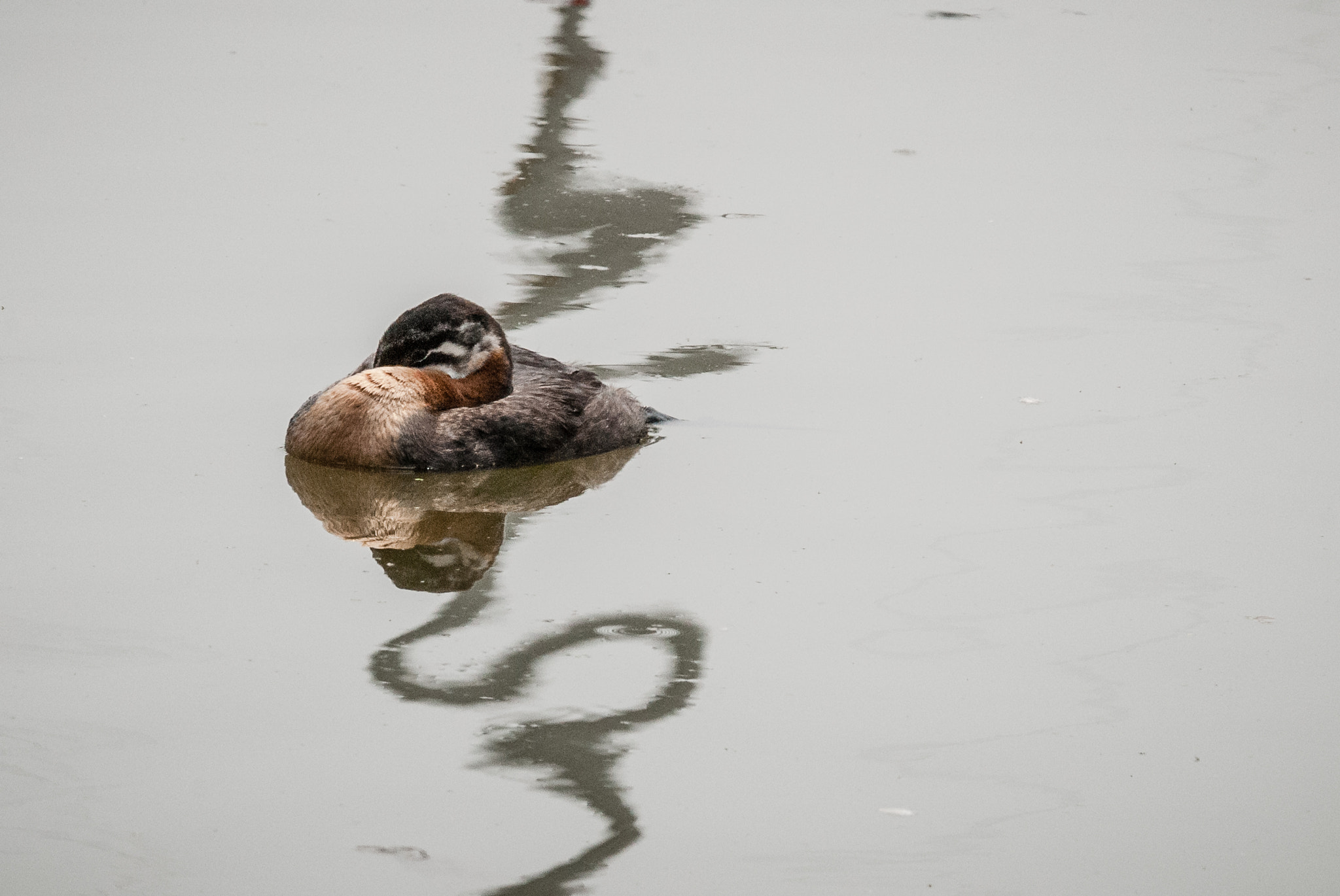 Nikon D200 sample photo. It won't come too soon photography