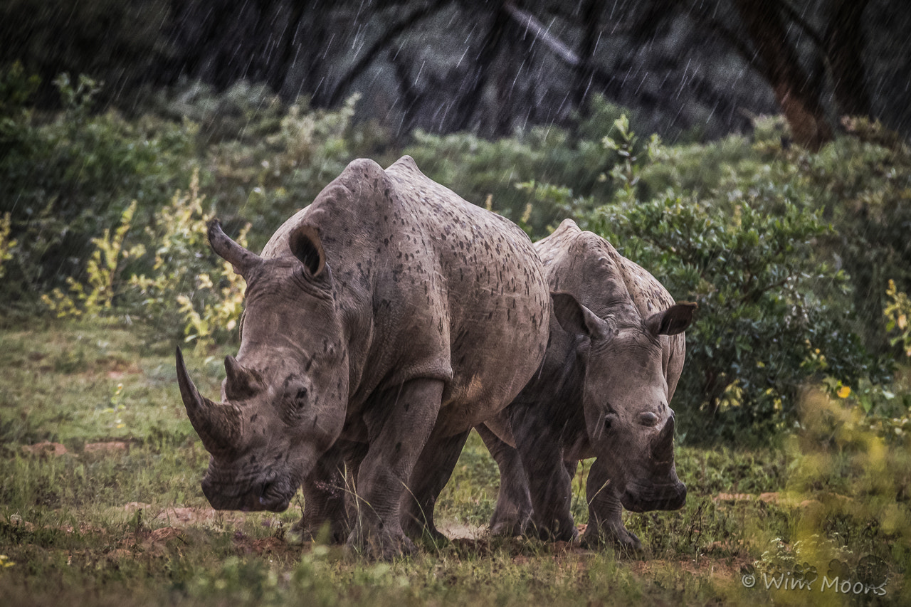 Canon EOS 7D + Tamron SP 150-600mm F5-6.3 Di VC USD sample photo. Rhinos in the storm photography