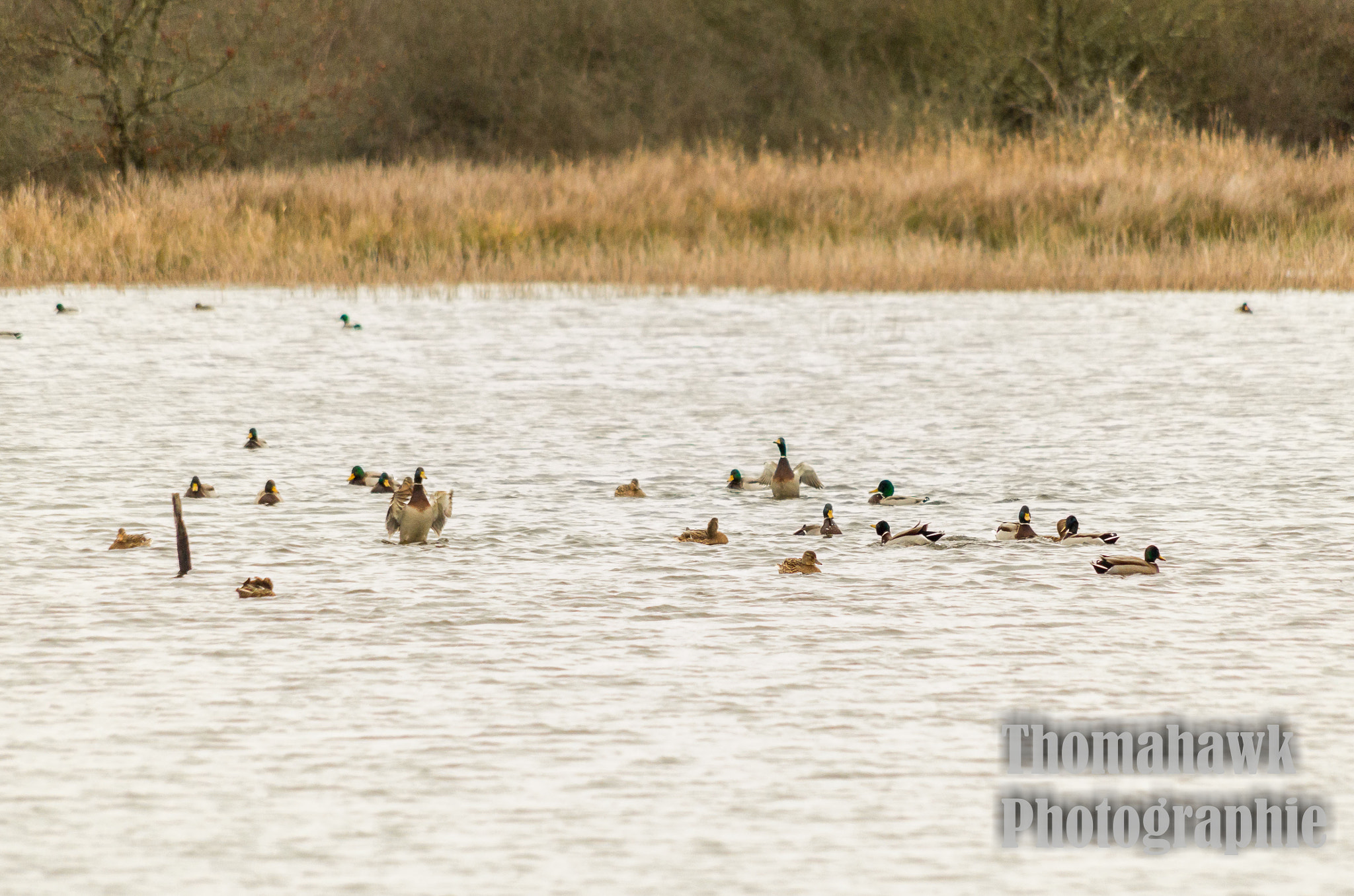 Pentax smc DA 55-300mm F4.0-5.8 ED sample photo. Birds photography