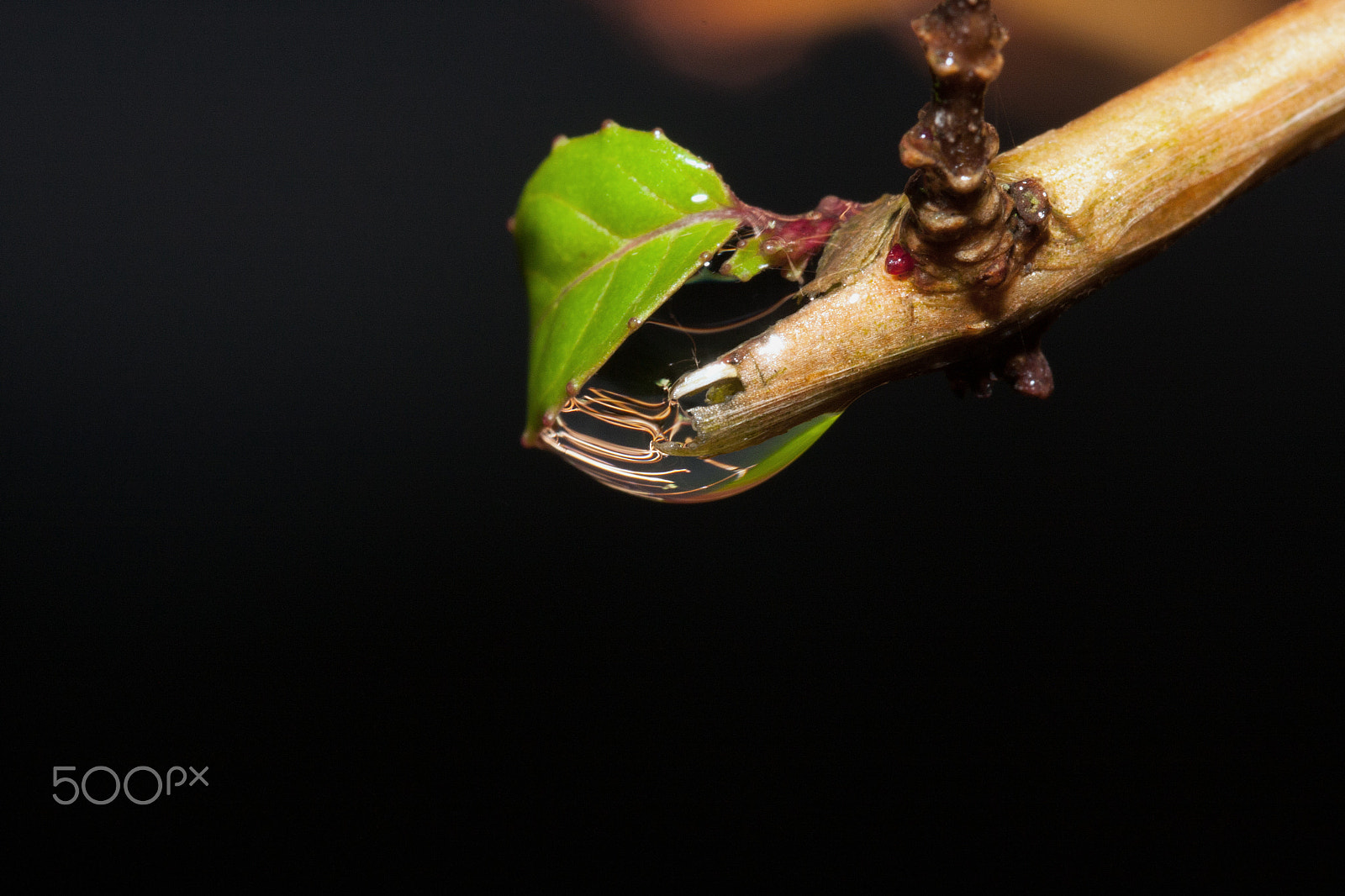 Sigma 105mm F2.8 EX DG OS HSM sample photo. Reflection in a raindrop photography