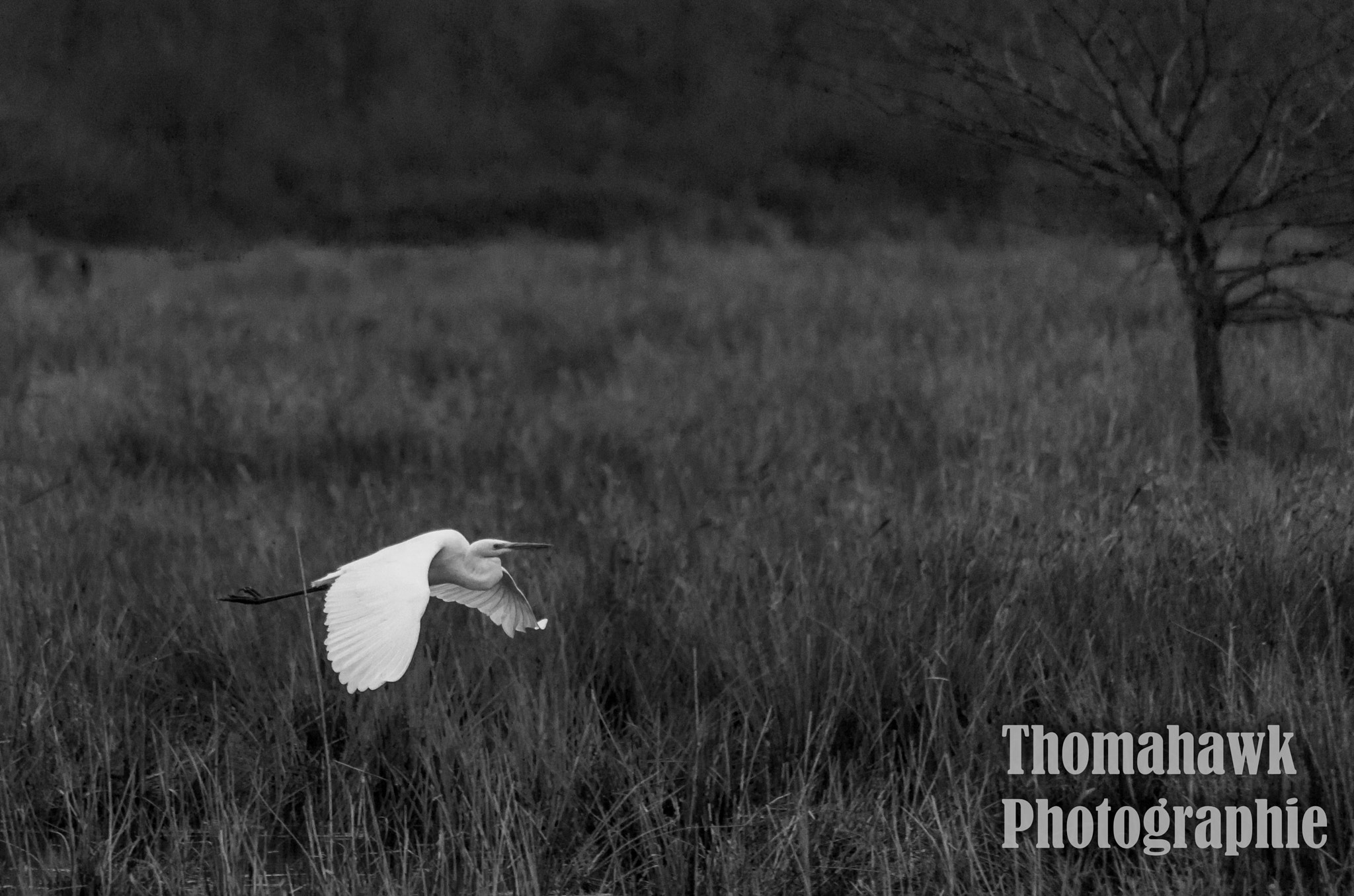 Pentax smc DA 55-300mm F4.0-5.8 ED sample photo. Birds photography