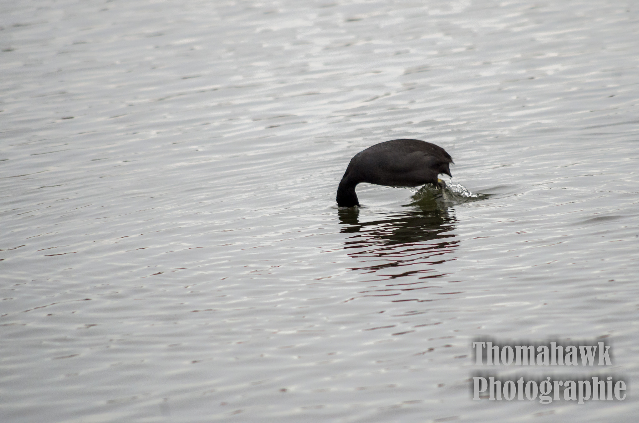 Pentax smc DA 55-300mm F4.0-5.8 ED sample photo. Birds photography