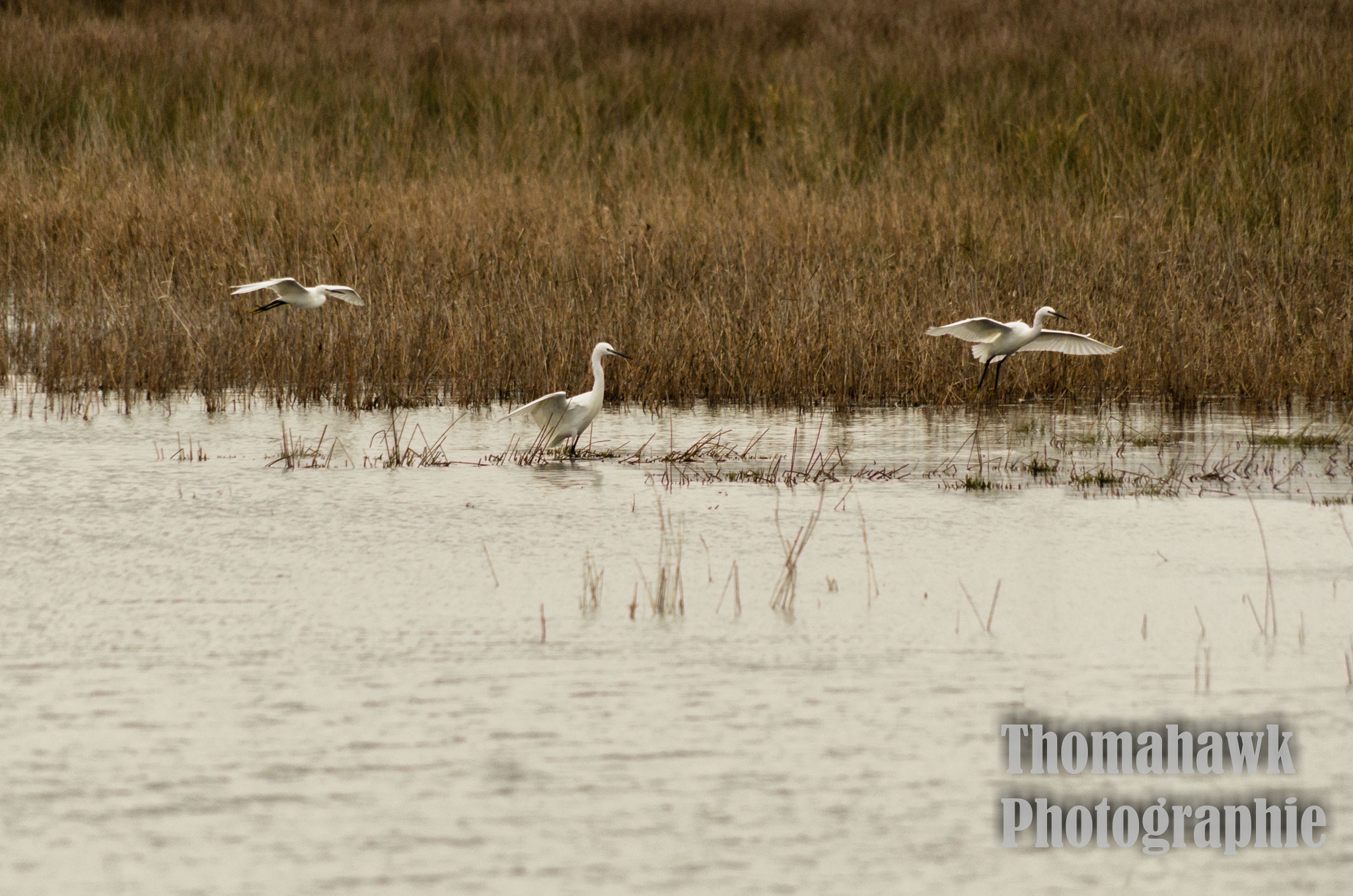 Pentax smc DA 55-300mm F4.0-5.8 ED sample photo. Birds photography