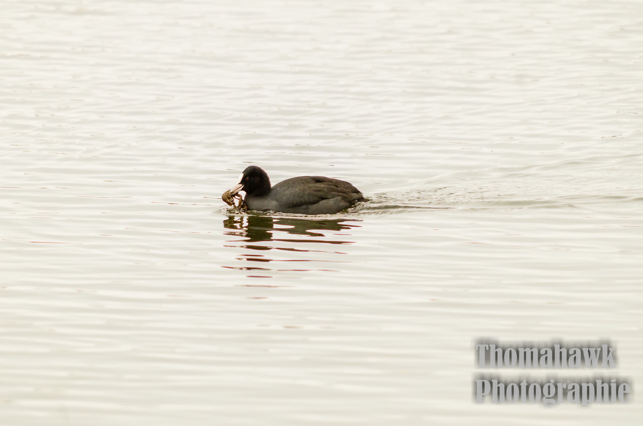 Pentax smc DA 55-300mm F4.0-5.8 ED sample photo. Birds photography